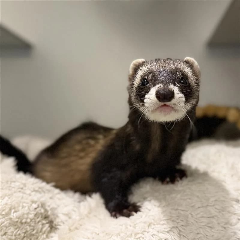 Slinky, mixed breed for adoption at ROZE Eindhoven