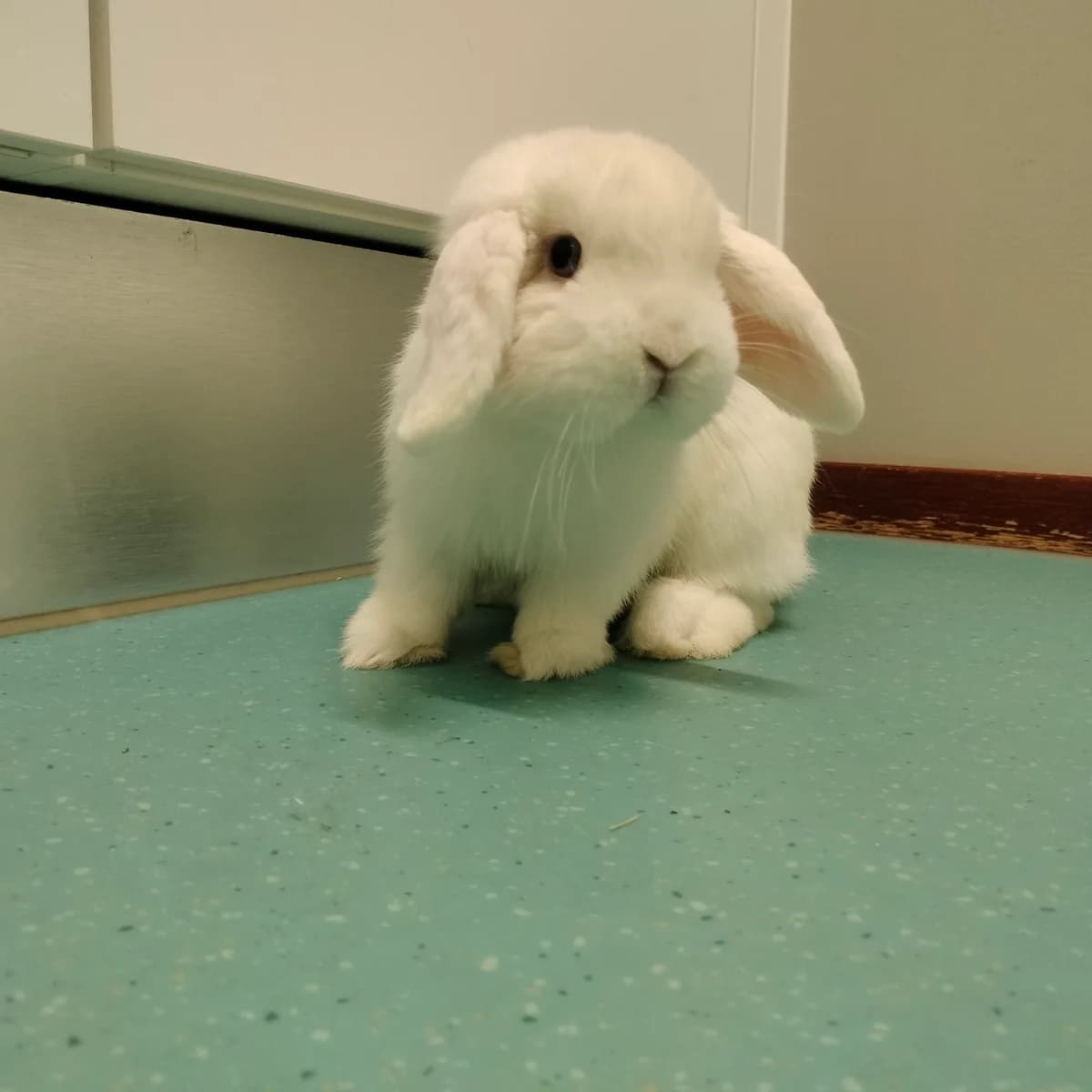 Adoptiepagina, mixed breed for adoption at ROZE Eindhoven
