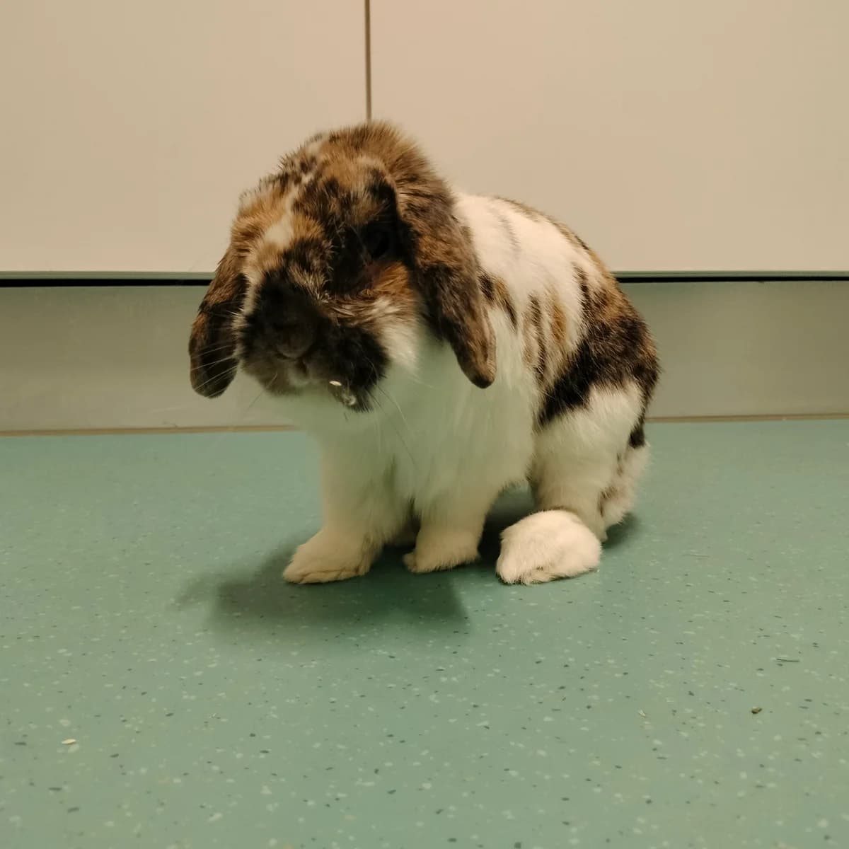 Leo, mixed breed for adoption at ROZE Eindhoven