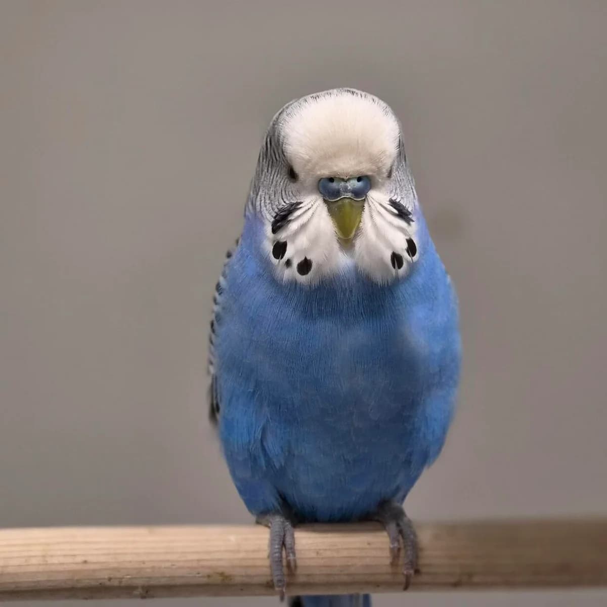 Starly, mixed breed for adoption at ROZE Eindhoven