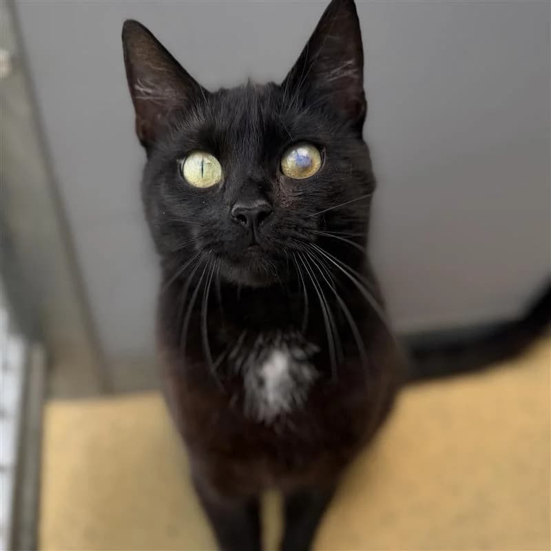 Adoptiepagina, wit female 3yo mixed breed for adoption at ROZE Eindhoven