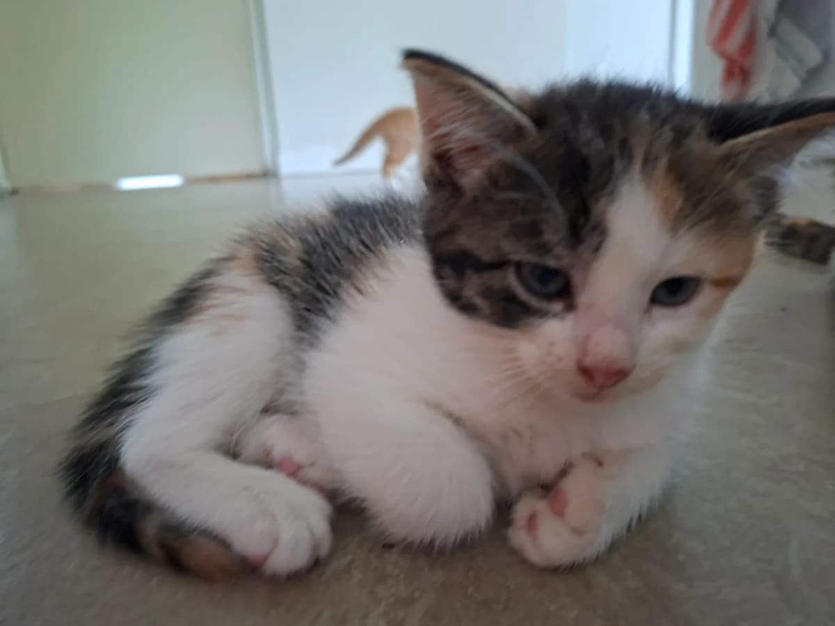 Adoptiepagina, female puppy European Shorthair for adoption at ROZE Eindhoven