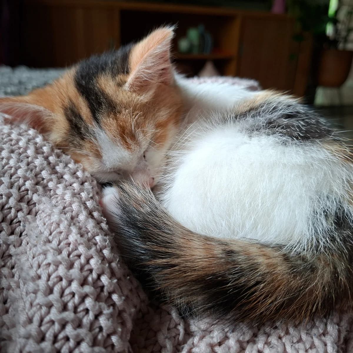 Adoptiepagina, female puppy European Shorthair for adoption at ROZE Eindhoven