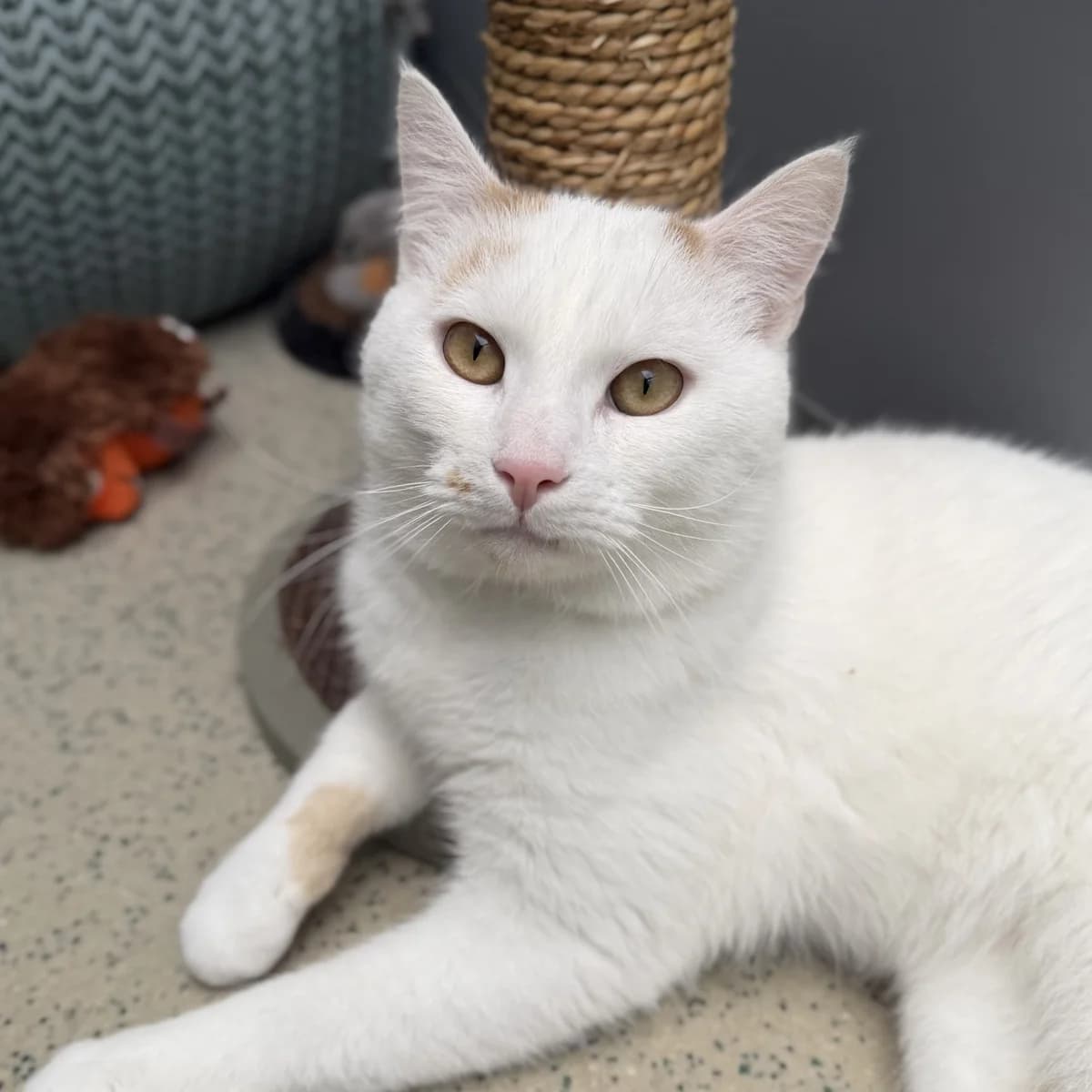Adoptiepagina, male 5yo mixed breed for adoption at ROZE Eindhoven