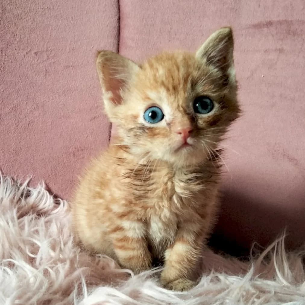 Adoptiepagina: Kitten Buddy, male puppy European Shorthair for adoption at ROZE Eindhoven