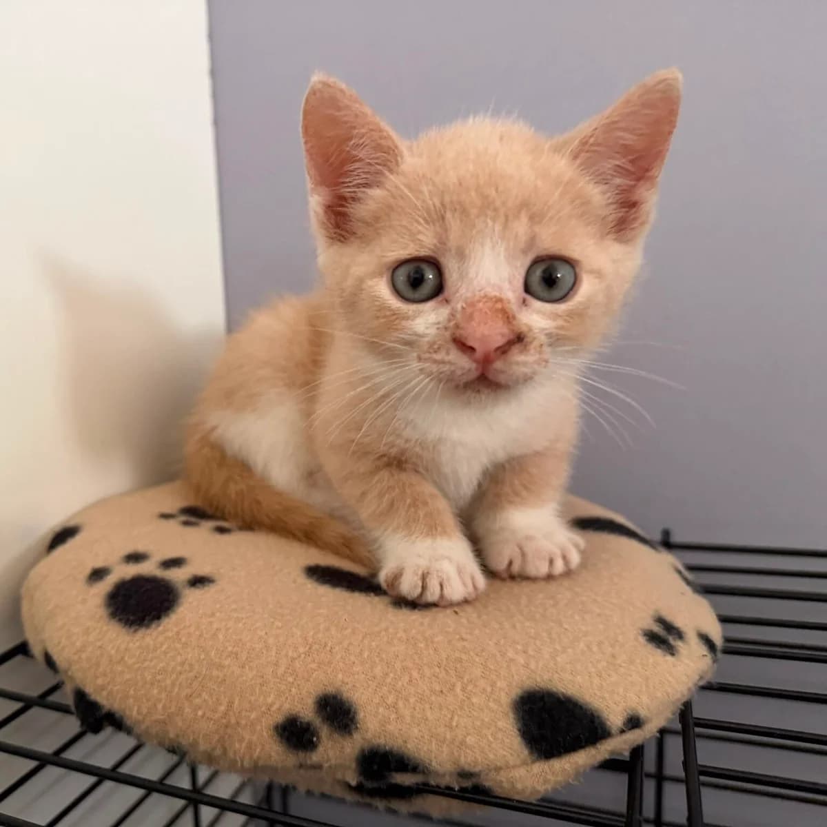 Adoptiepagina, male puppy European Shorthair for adoption at ROZE Eindhoven