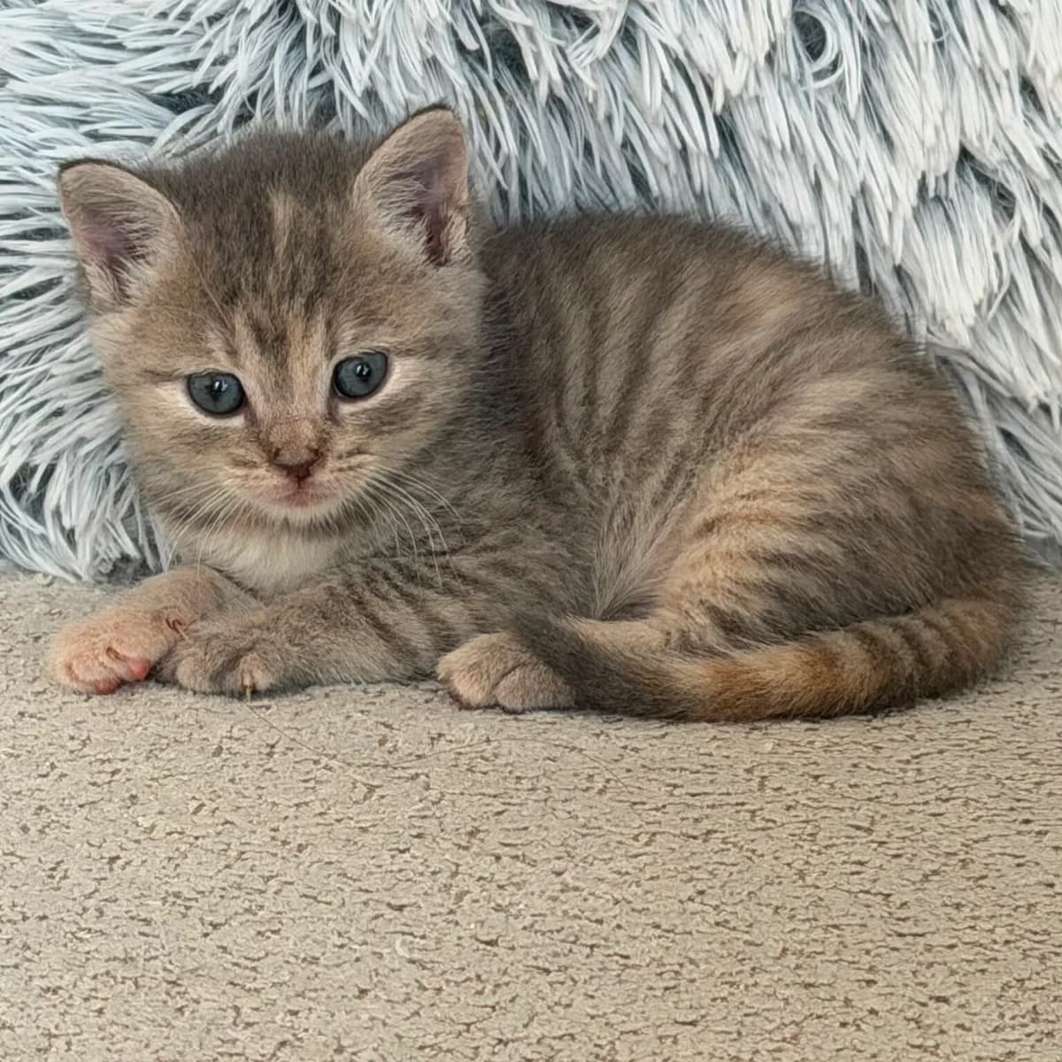 Adoptiepagina, female puppy European Shorthair for adoption at ROZE Eindhoven