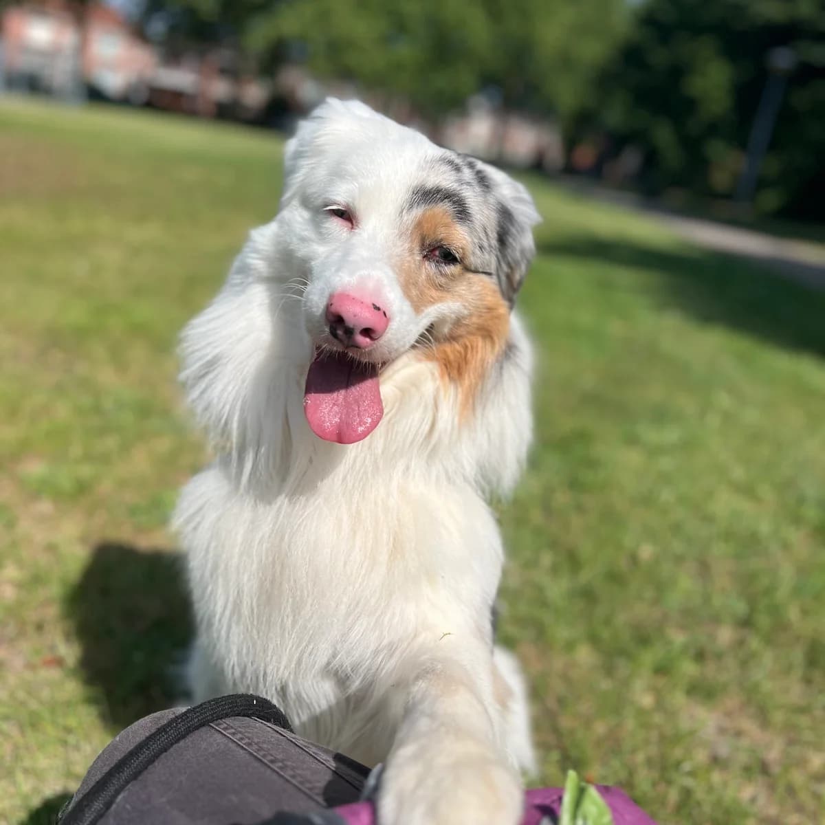 Adoptiepagina: Denver, wit male young Australian Shepherd for adoption at ROZE Eindhoven