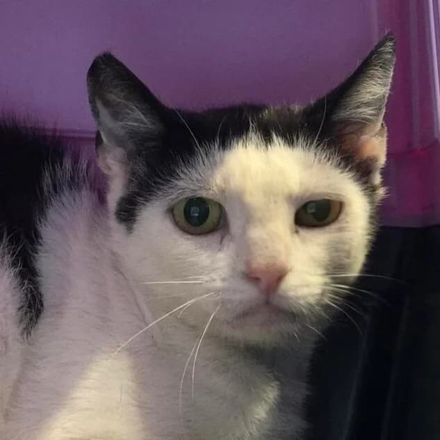 Adoptiepagina, female 7yo mixed breed for adoption at ROZE Eindhoven