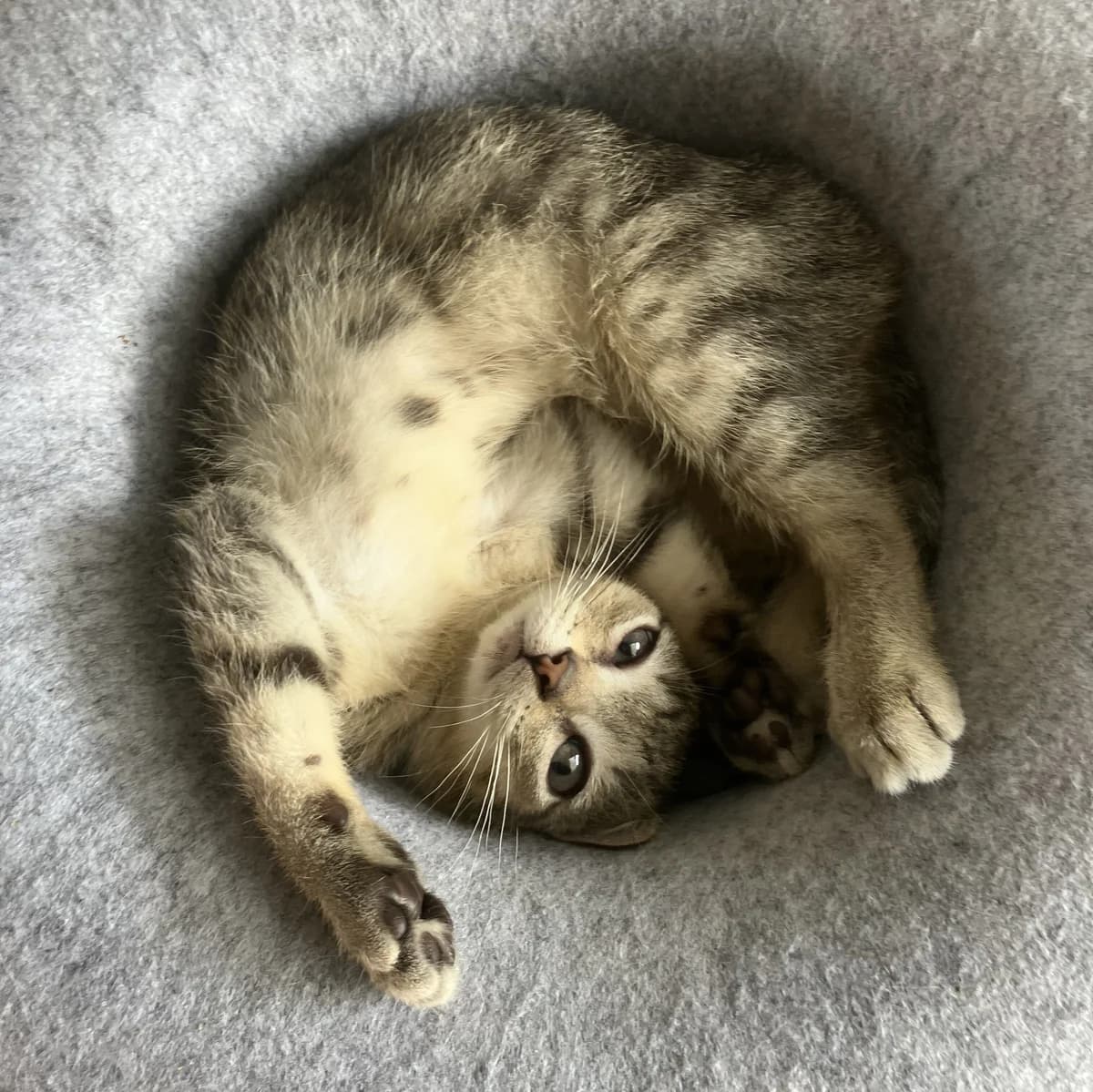 Adoptiepagina, male puppy European Shorthair for adoption at ROZE Eindhoven