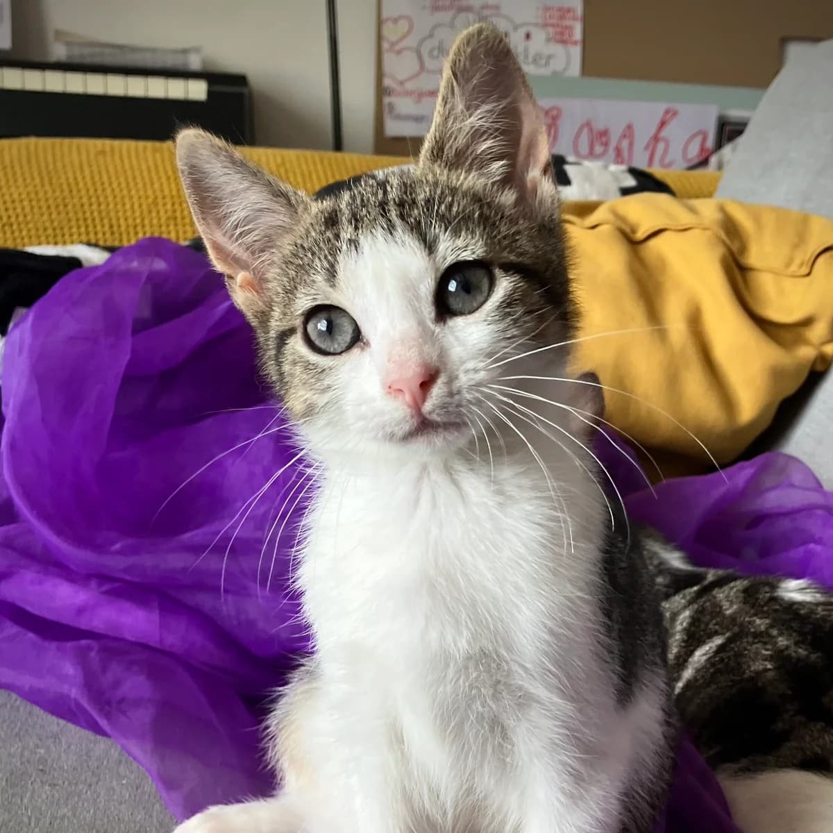 Adoptiepagina, female puppy European Shorthair for adoption at ROZE Eindhoven