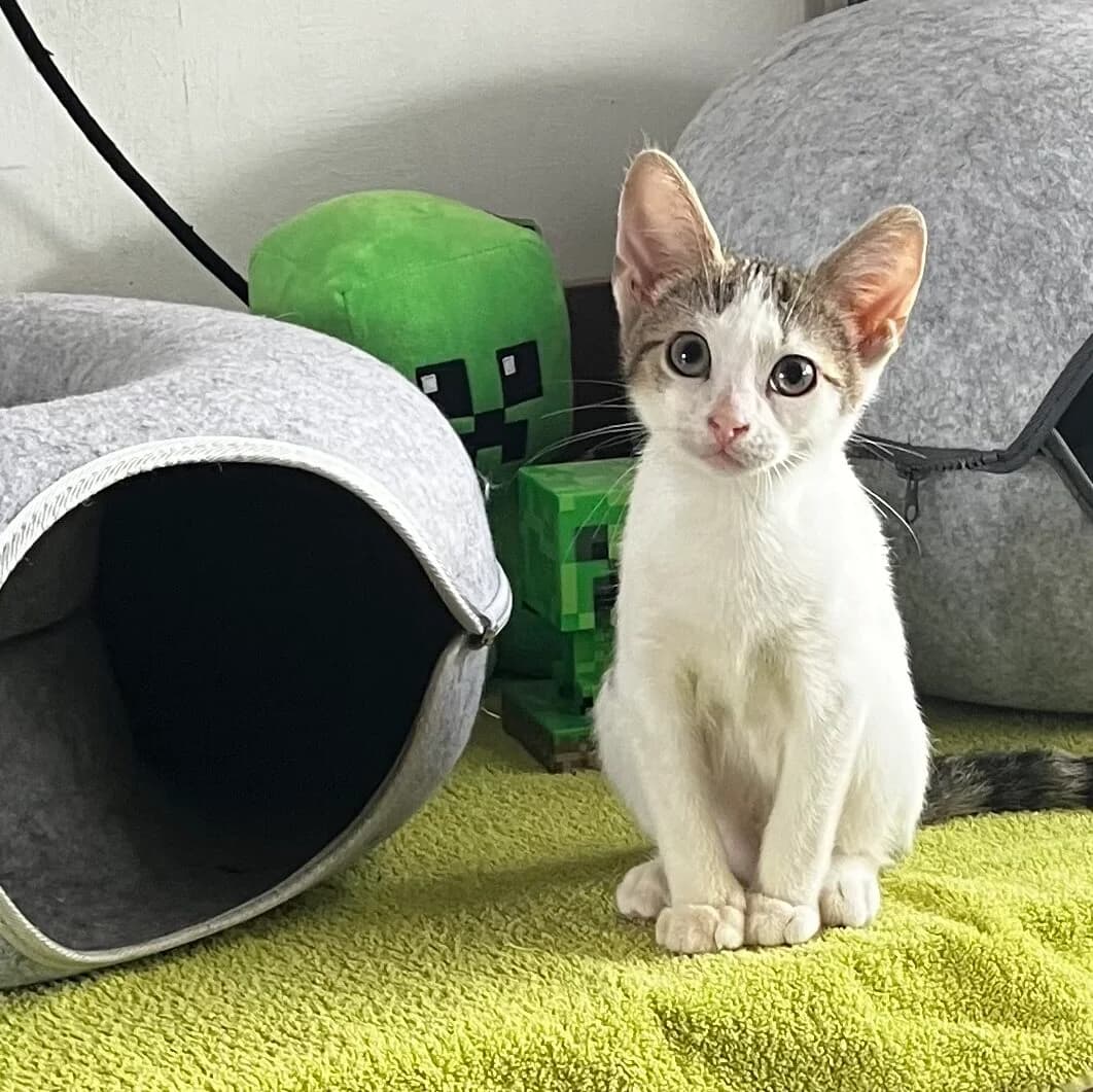 Adoptiepagina, female puppy European Shorthair for adoption at ROZE Eindhoven