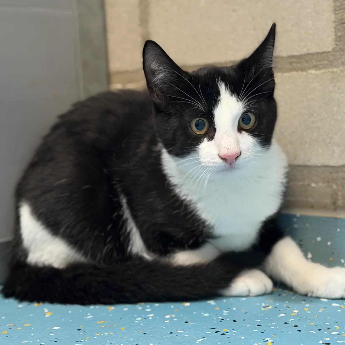 Adoptiepagina, male puppy European Shorthair for adoption at ROZE Eindhoven