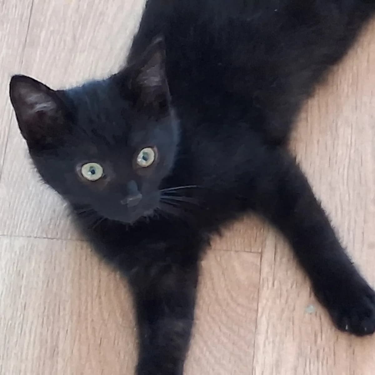 Adoptiepagina, zwart female puppy European Shorthair for adoption at ROZE Eindhoven