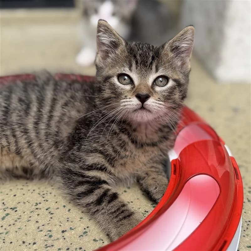 Adoptiepagina, male puppy European Shorthair for adoption at ROZE Eindhoven