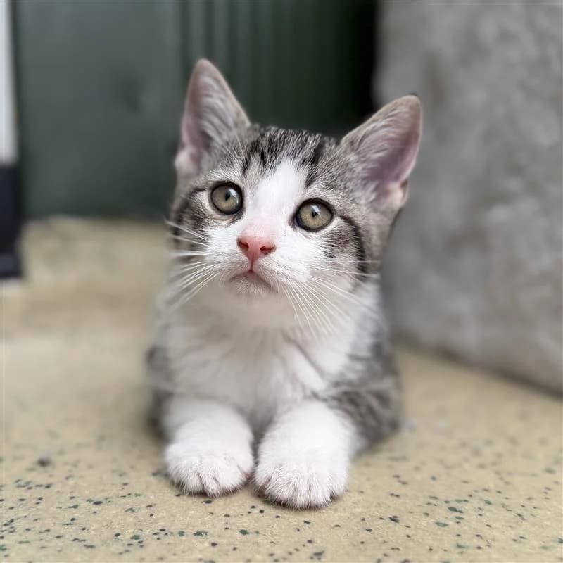 Adoptiepagina, male puppy European Shorthair for adoption at ROZE Eindhoven
