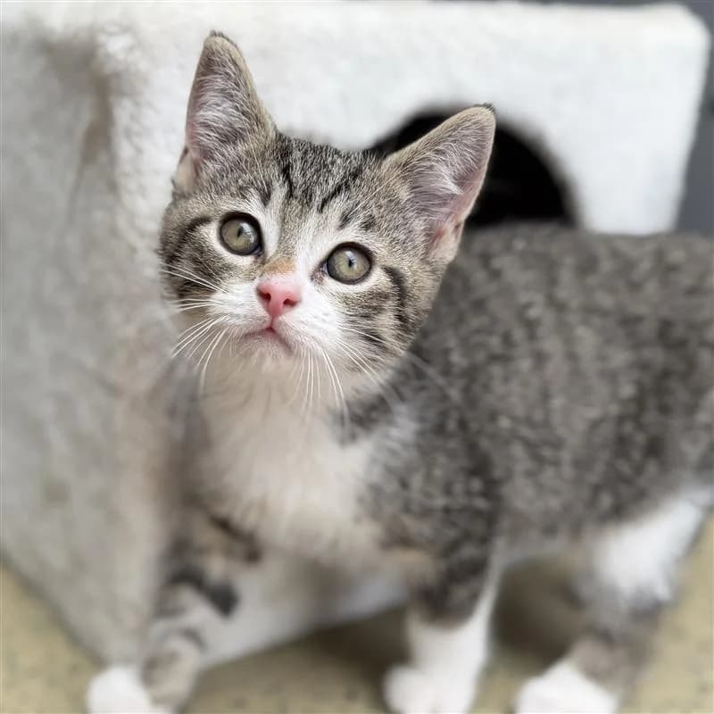 Adoptiepagina, male puppy European Shorthair for adoption at ROZE Eindhoven