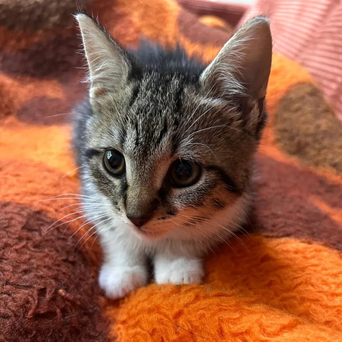 Adoptiepagina, female puppy European Shorthair for adoption at ROZE Eindhoven