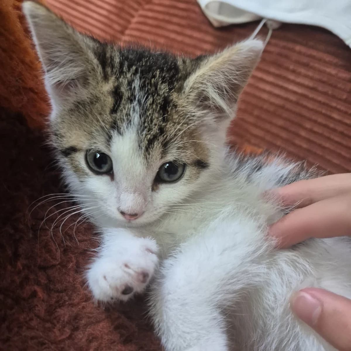 Adoptiepagina, female puppy European Shorthair for adoption at ROZE Eindhoven