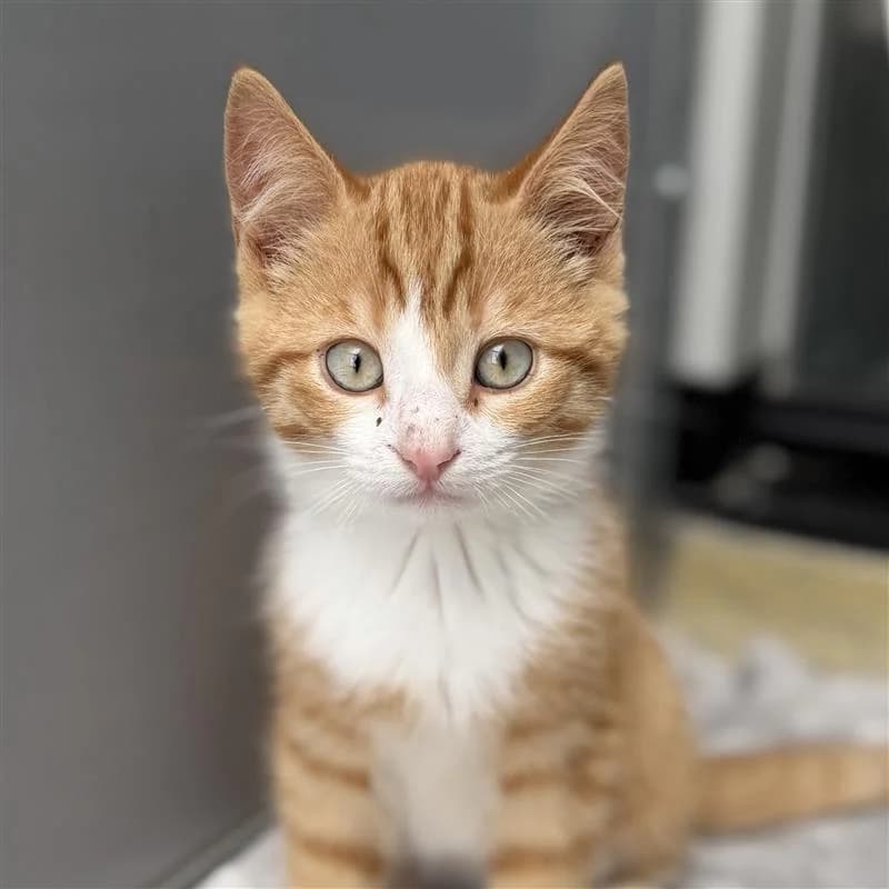 Adoptiepagina, male puppy European Shorthair for adoption at ROZE Eindhoven