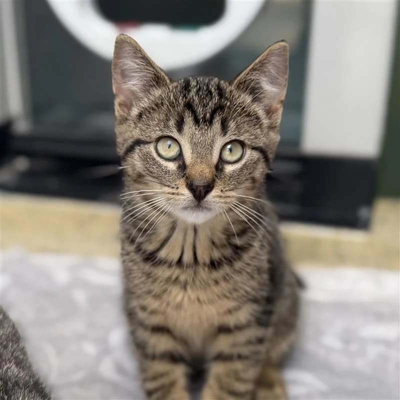 Adoptiepagina, wit male puppy European Shorthair for adoption at ROZE Eindhoven