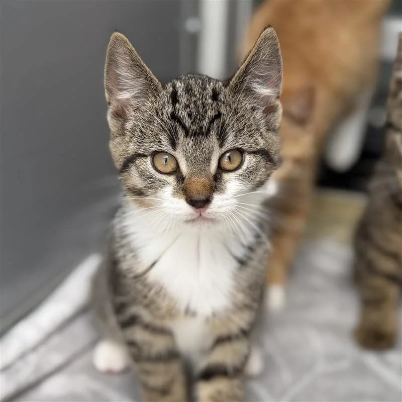 Adoptiepagina, wit male puppy European Shorthair for adoption at ROZE Eindhoven