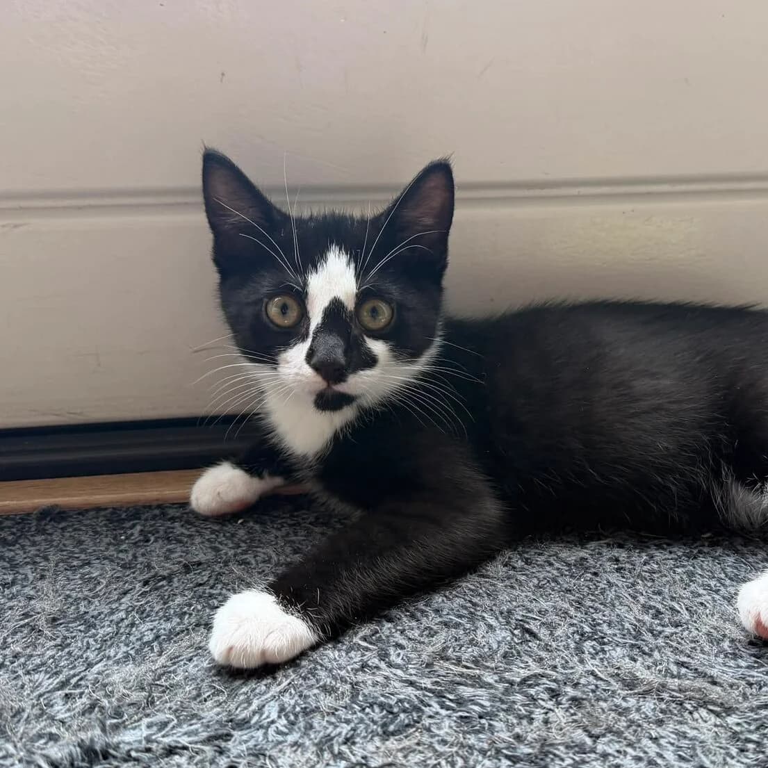 Adoptiepagina, male puppy European Shorthair for adoption at ROZE Eindhoven