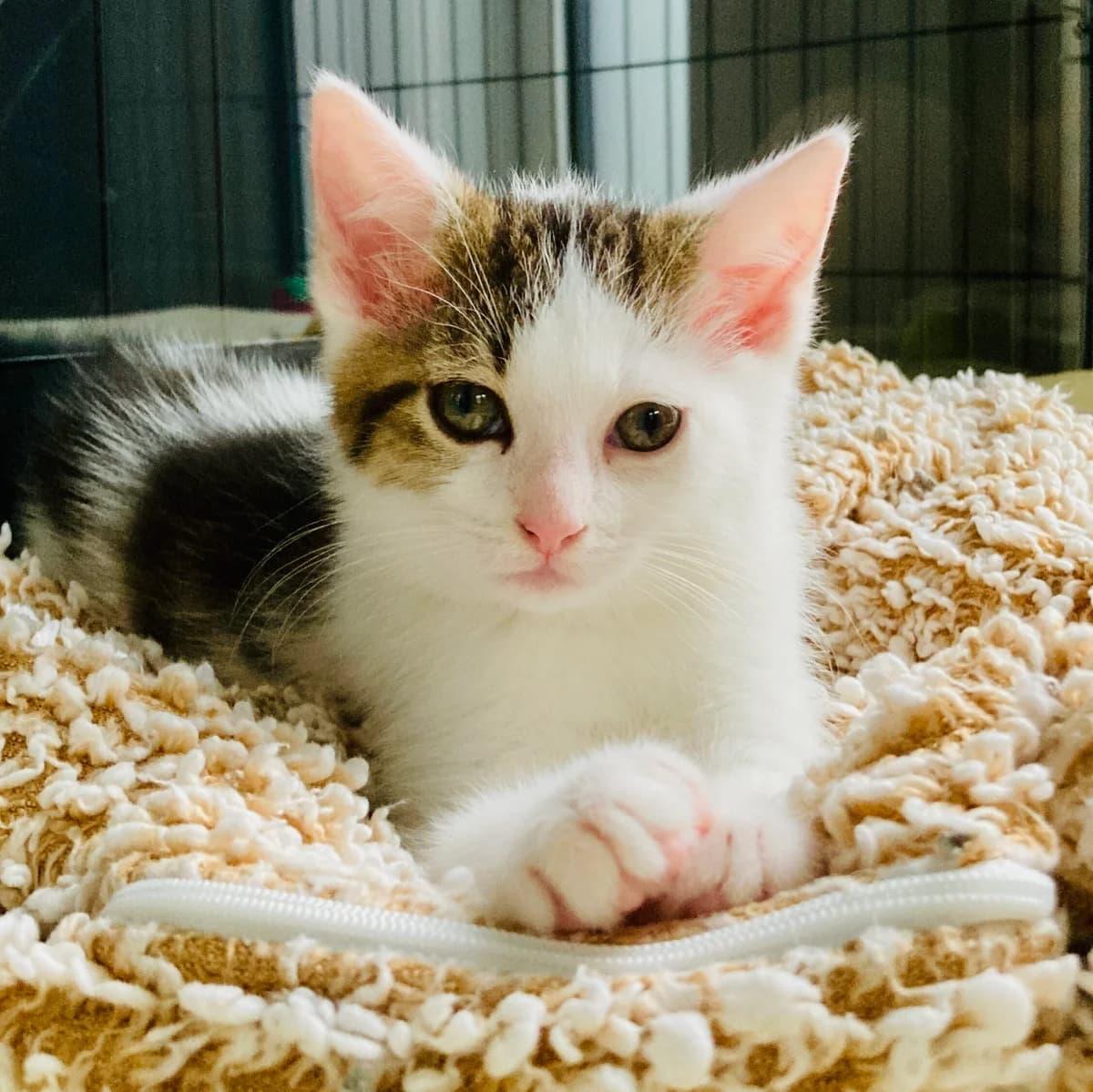 Adoptiepagina, male puppy European Shorthair for adoption at ROZE Eindhoven
