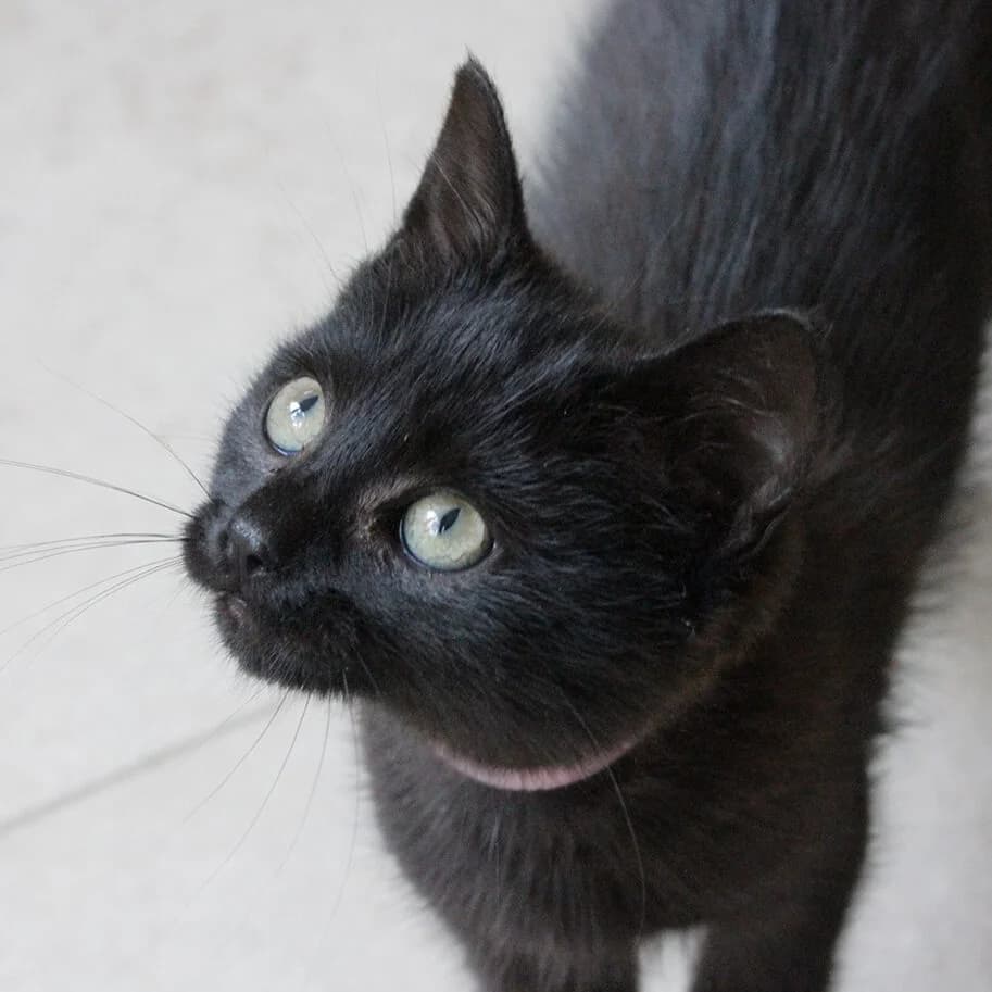 Adoptiepagina, female puppy European Shorthair for adoption at ROZE Eindhoven