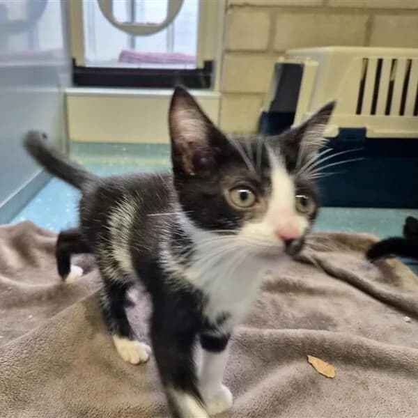 Adoptiepagina, male puppy European Shorthair for adoption at ROZE Eindhoven