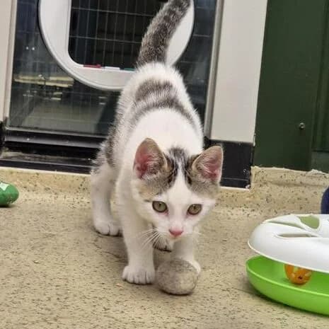 Adoptiepagina, wit male puppy European Shorthair for adoption at ROZE Eindhoven