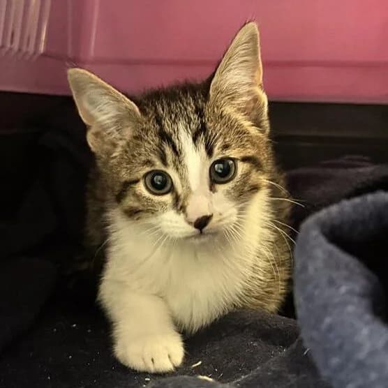 Adoptiepagina, male puppy European Shorthair for adoption at ROZE Eindhoven