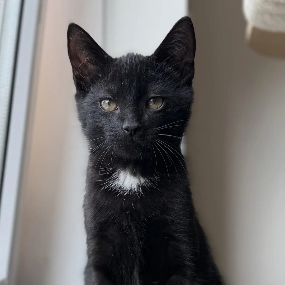Adoptiepagina, wit male puppy European Shorthair for adoption at ROZE Eindhoven