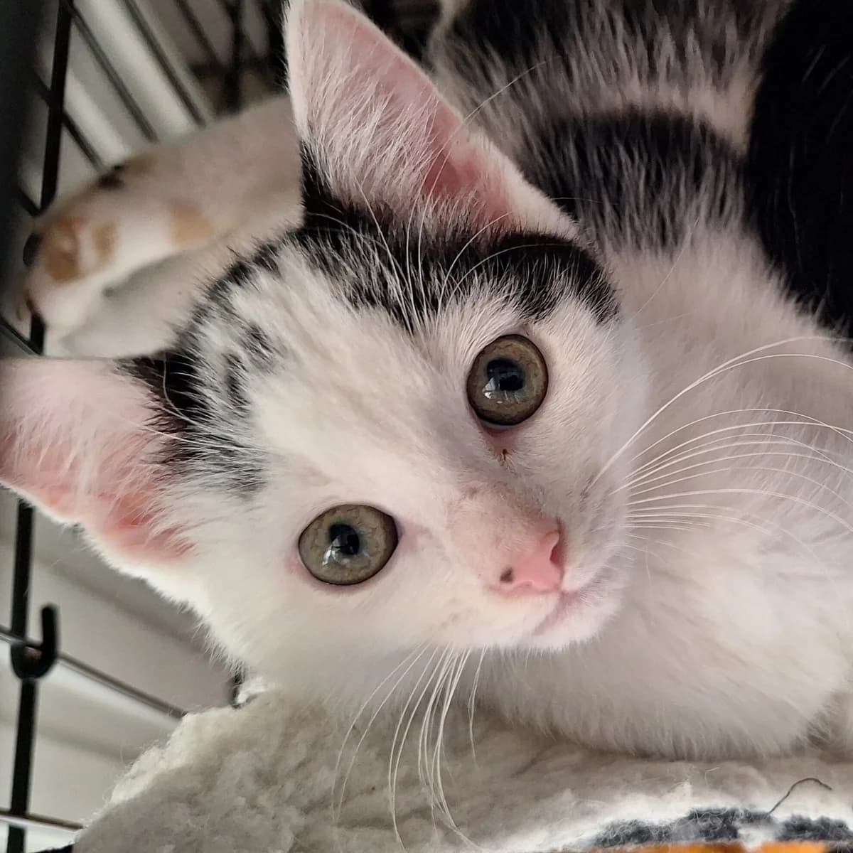 Adoptiepagina, male puppy European Shorthair for adoption at ROZE Eindhoven