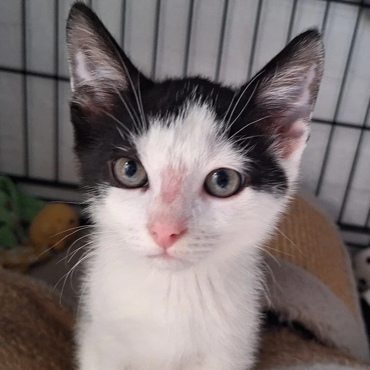 Adoptiepagina, male puppy European Shorthair for adoption at ROZE Eindhoven