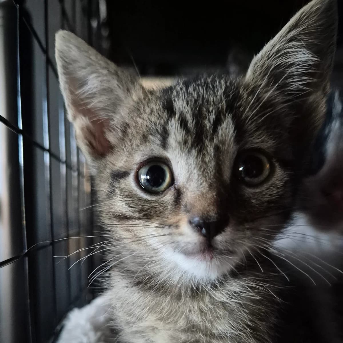 Adoptiepagina, male puppy European Shorthair for adoption at ROZE Eindhoven