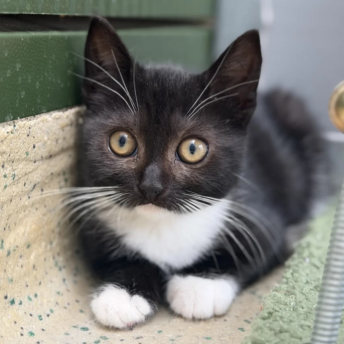 Adoptiepagina, female puppy European Shorthair for adoption at ROZE Eindhoven