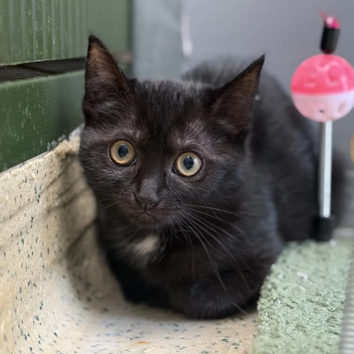 Adoptiepagina, female puppy European Shorthair for adoption at ROZE Eindhoven