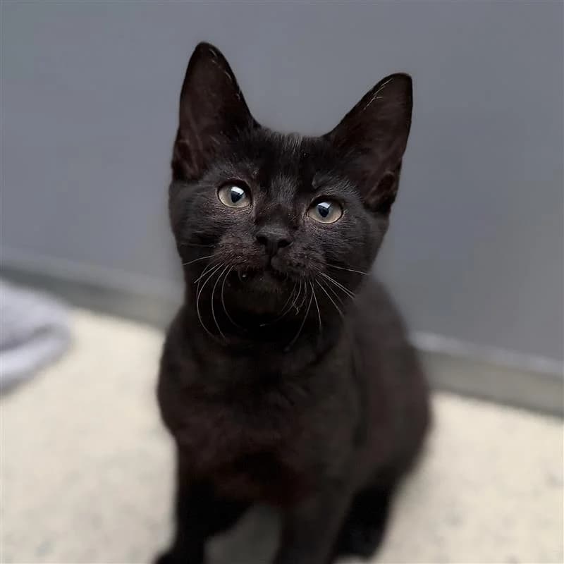 Twain, female puppy European Shorthair for adoption at ROZE Eindhoven