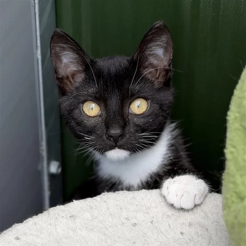 Loet, zwart male puppy European Shorthair for adoption at ROZE Eindhoven