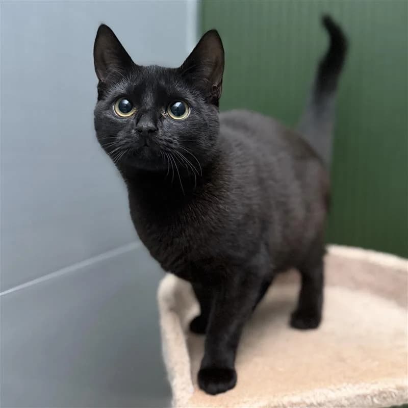 Shiloh, zwart female puppy European Shorthair for adoption at ROZE Eindhoven