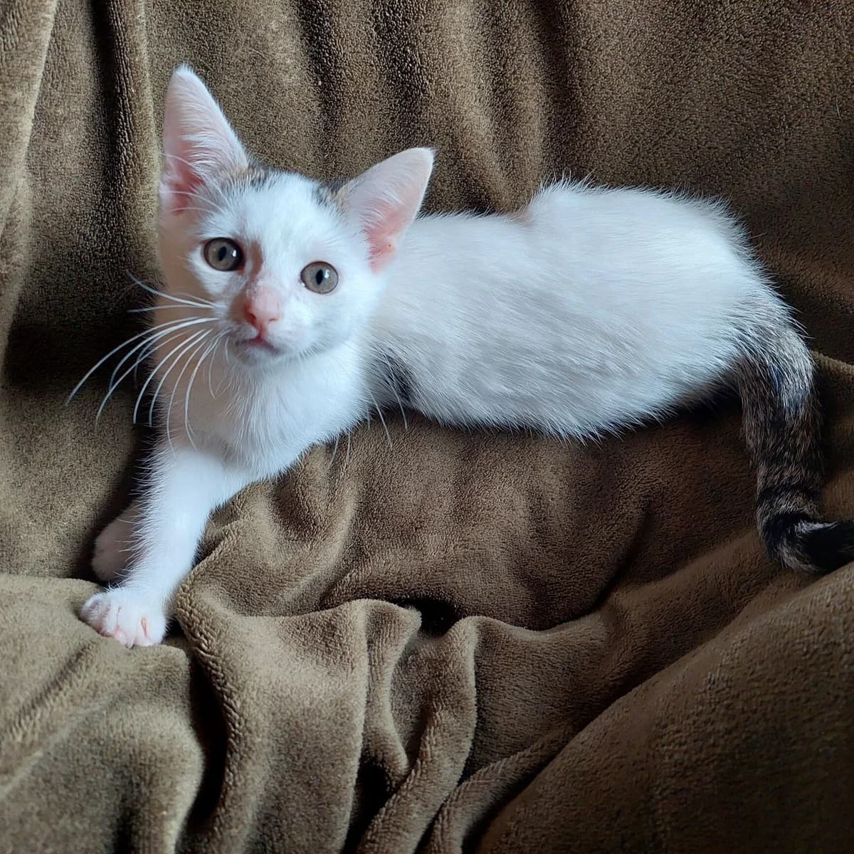 Josie, female puppy European Shorthair for adoption at ROZE Eindhoven