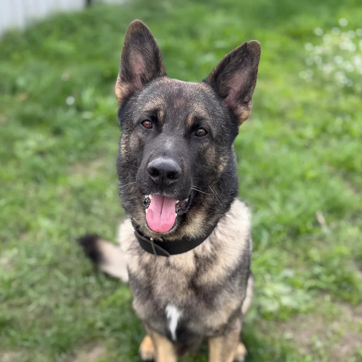 Adoptiepagina, male 5yo mixed breed for adoption at ROZE Eindhoven