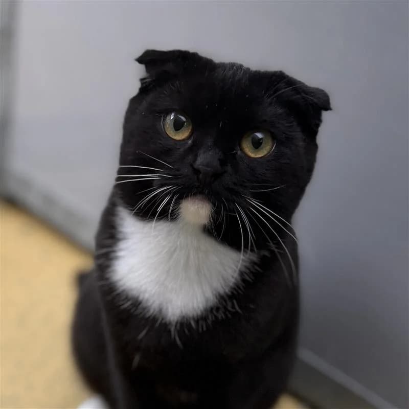 Cat roze-7690, zwart female puppy Scottish Fold for adoption at ROZE Eindhoven