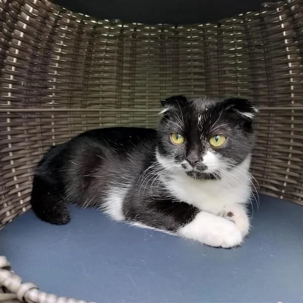 Adoptiepagina, zwart female puppy Scottish Fold for adoption at ROZE Eindhoven
