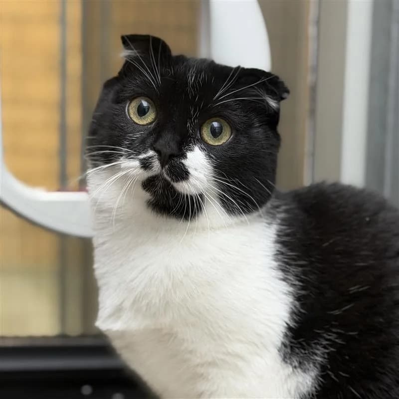 Munk, zwart female puppy Scottish Fold for adoption at ROZE Eindhoven