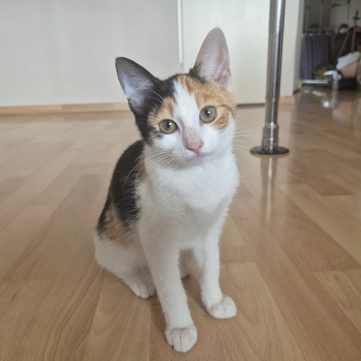Mila, female puppy European Shorthair for adoption at ROZE Eindhoven