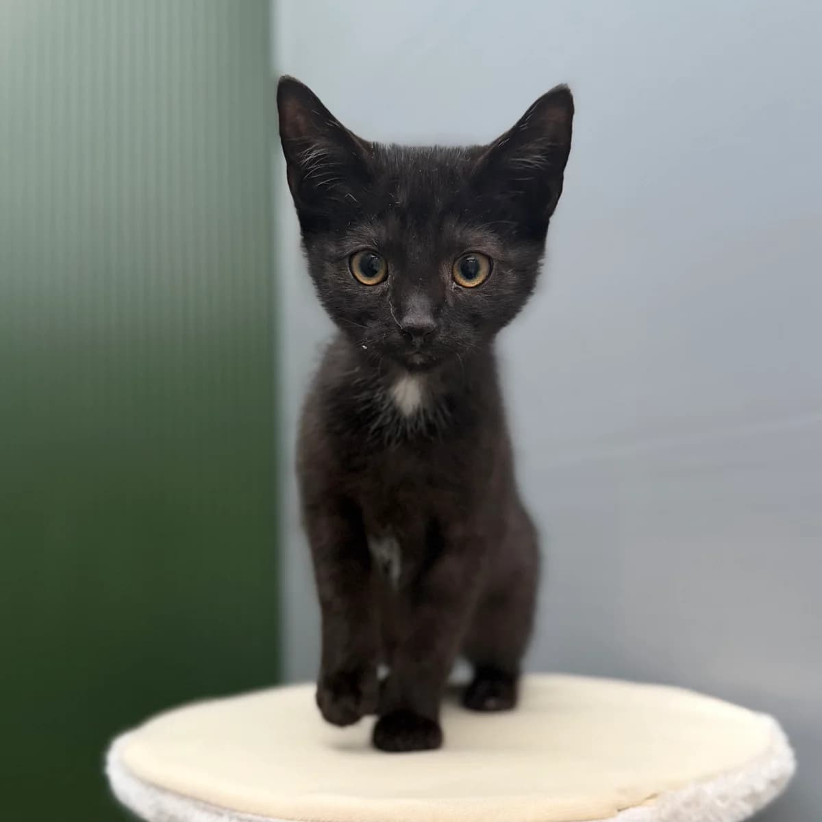 Alex, zwart male puppy European Shorthair for adoption at ROZE Eindhoven