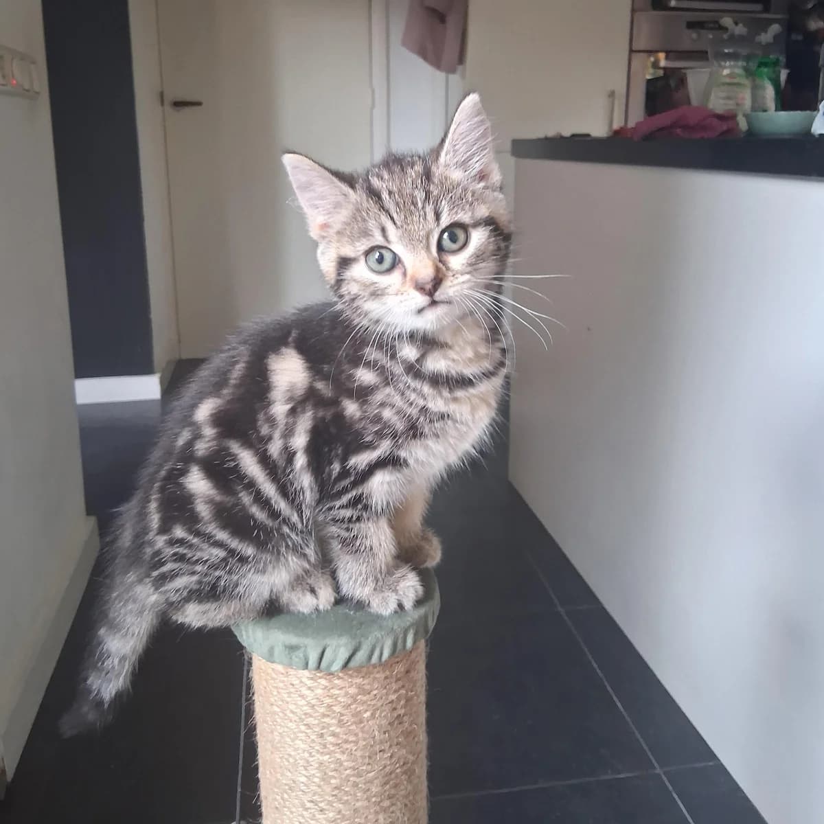 Adoptiepagina, female puppy European Shorthair for adoption at ROZE Eindhoven