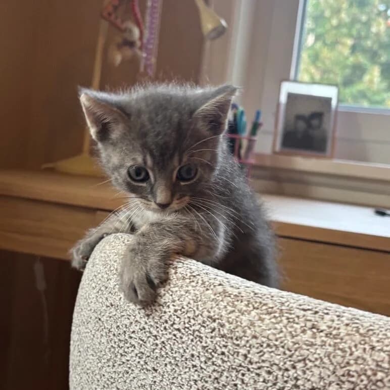 Adoptiepagina, male puppy European Shorthair for adoption at ROZE Eindhoven